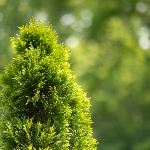 Najlepszy nawóz do tui na wiosnę – Jak skutecznie nawozić tuje po zimie?